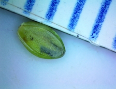 Paspalum denticulatum
