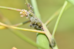 Brevicoryne brassicae