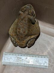 Incilius alvarius