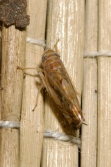 Scaphoideus titanus