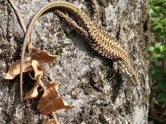 Podarcis muralis