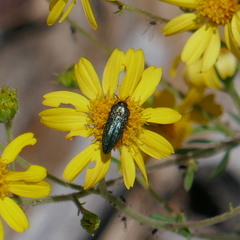 Acmaeodera resplendens