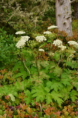 Heracleum maximum
