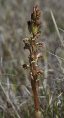 Satyrium bicorne