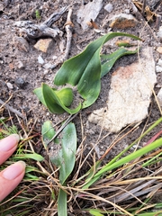 Colchicum eucomoides