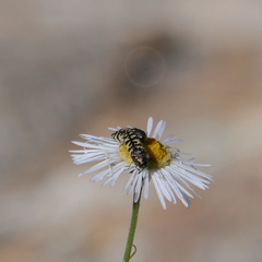 Acmaeodera decipiens