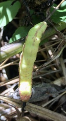 Condica sutor