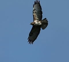Buteo trizonatus