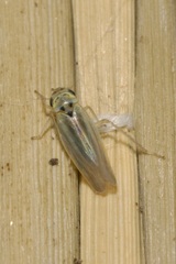 Zyginidia pullula