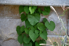 Ipomoea amnicola