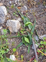 Colchicum eucomoides