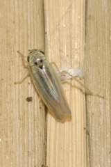 Zyginidia pullula