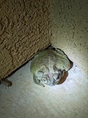 Incilius alvarius