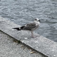 Larus fuscus