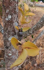 Struthanthus syringifolius