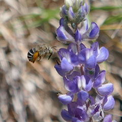 Anthophora californica