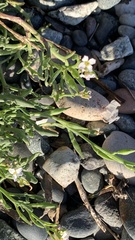 Cakile maritima