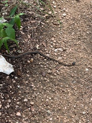 Thamnophis cyrtopsis