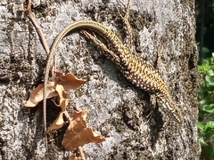 Podarcis muralis