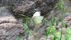 Ascia monuste monuste