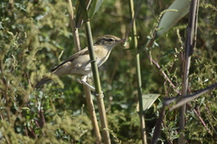 Acrocephalus arundinaceus