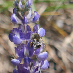 Aphidomorpha