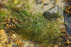 Zosteraceae
