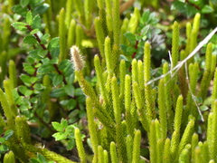 Lycopodium