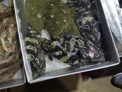 Epinephelus