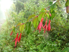Fuchsia regia
