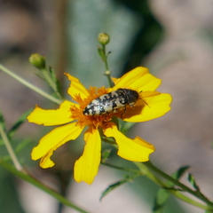 Acmaeodera decipiens