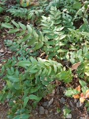 Berberis nervosa