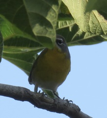 Icteria virens