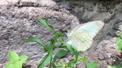 Ascia monuste monuste