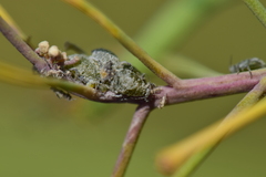Brevicoryne brassicae