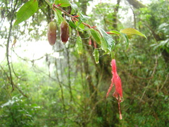 Fuchsia regia
