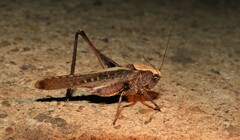 Platycleis intermedia