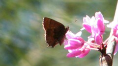 Callophrys henrici