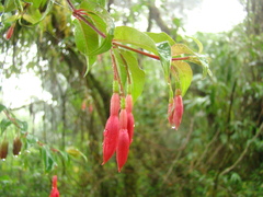 Fuchsia regia
