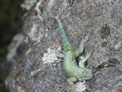 Sceloporus malachiticus