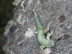 Sceloporus malachiticus image