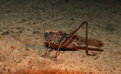 Platycleis intermedia