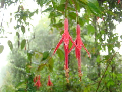 Fuchsia regia