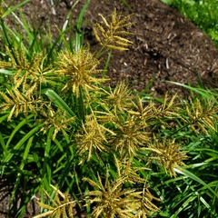 Cyperus esculentus