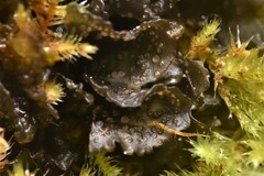 Scytinium polycarpum