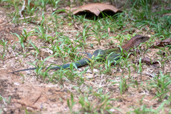 Ameiva ameiva