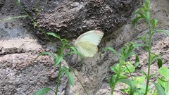 Ascia monuste monuste