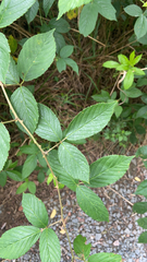 Rubus pensilvanicus
