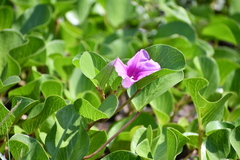 Ipomoea pes-caprae