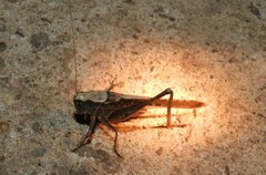 Platycleis intermedia